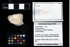 Foto (Objekt + Etikett) von Goniodromites sp.  (NHMW-GEO-2014-0194-0261)